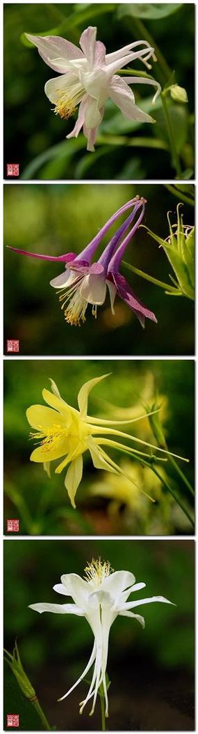 耧斗花图片