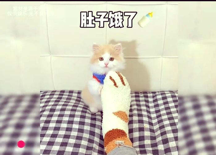 小猫不吃猫粮 饿几天可以吗缩略图