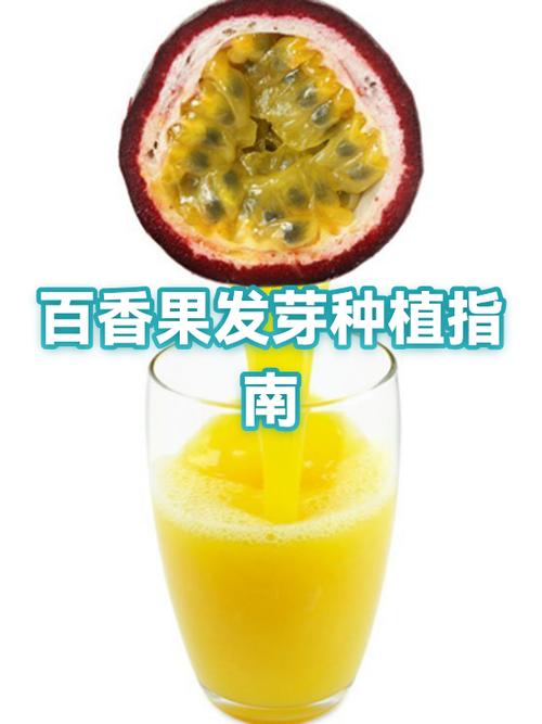 百香果苗正确的种植方法缩略图