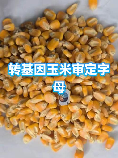 玉米转app是真的吗