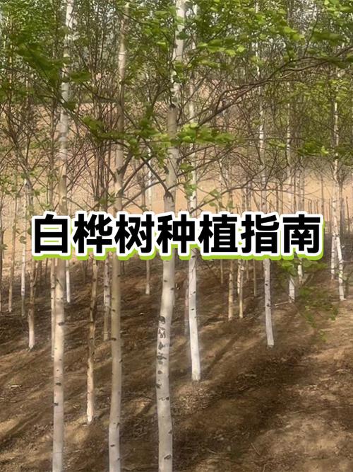 我的世界白桦木英文id缩略图