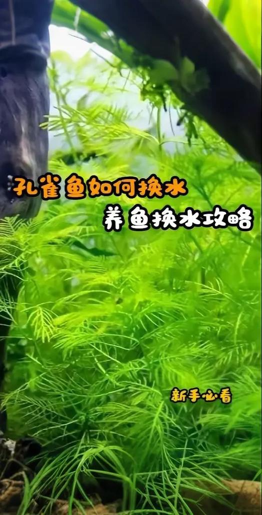 鱼缸怎样换水