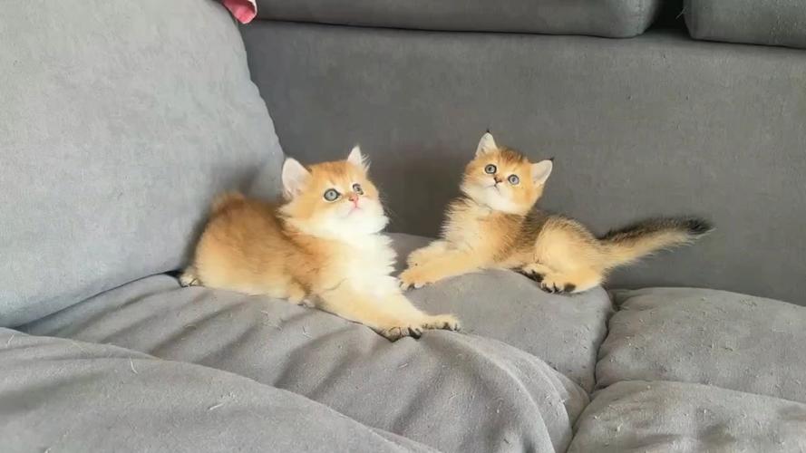 小金猫代还
