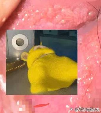 柚子说APP