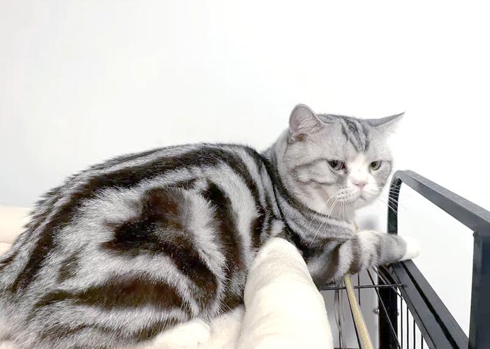 新手养猫的11个禁忌
