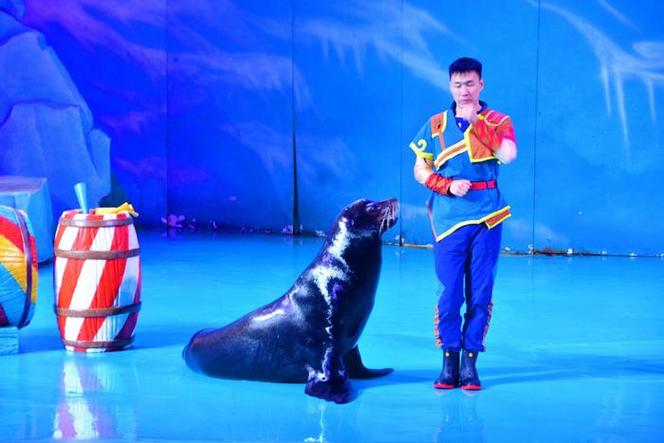 海狮表演项目有哪些