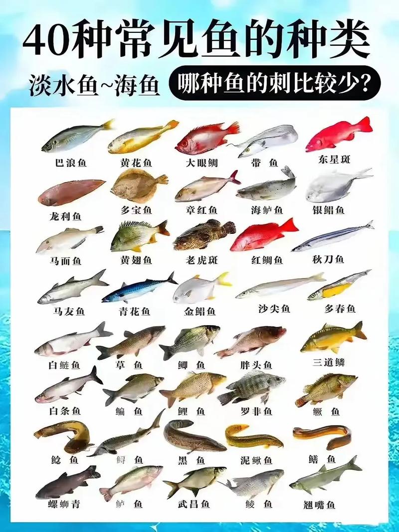 吃大鱼好还是小鱼好图标