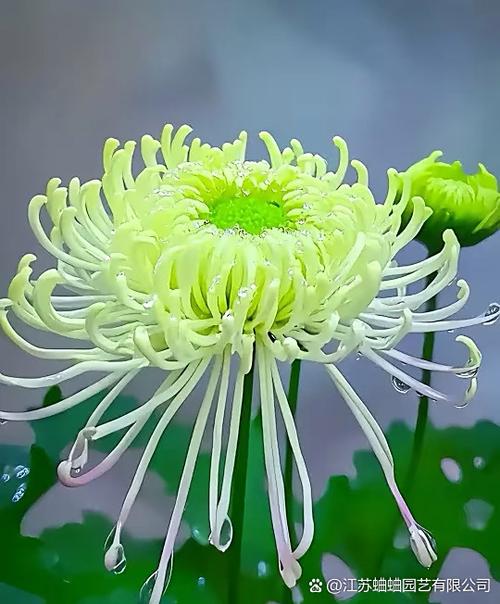 菊花又名