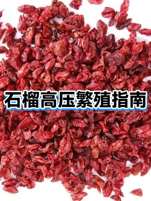 石榴怎么繁殖