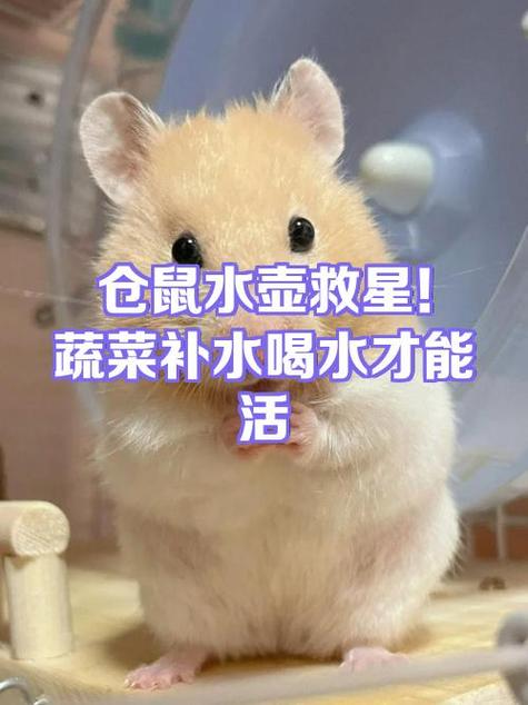仓鼠越长越小怎么回事