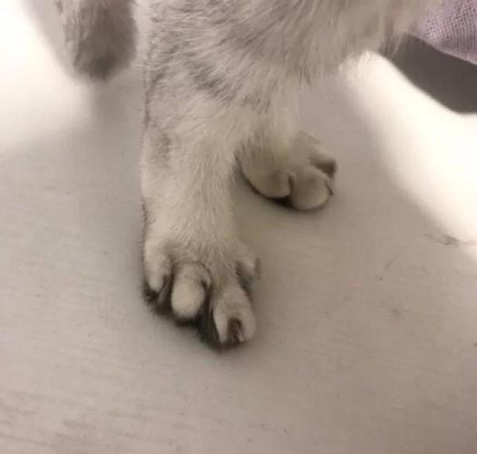 小猫后肢发软无力站不稳