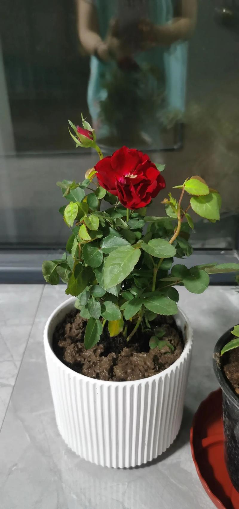 种花拾光下载