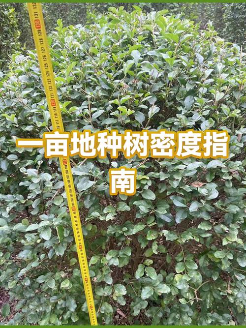 一亩地间隔2米种树