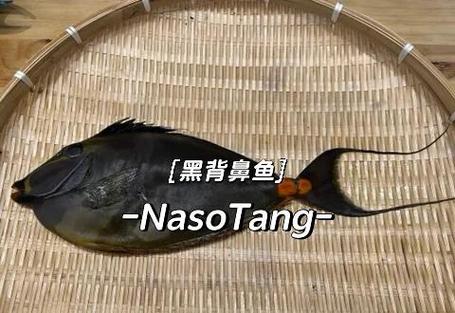 10000米的海底有生物吗