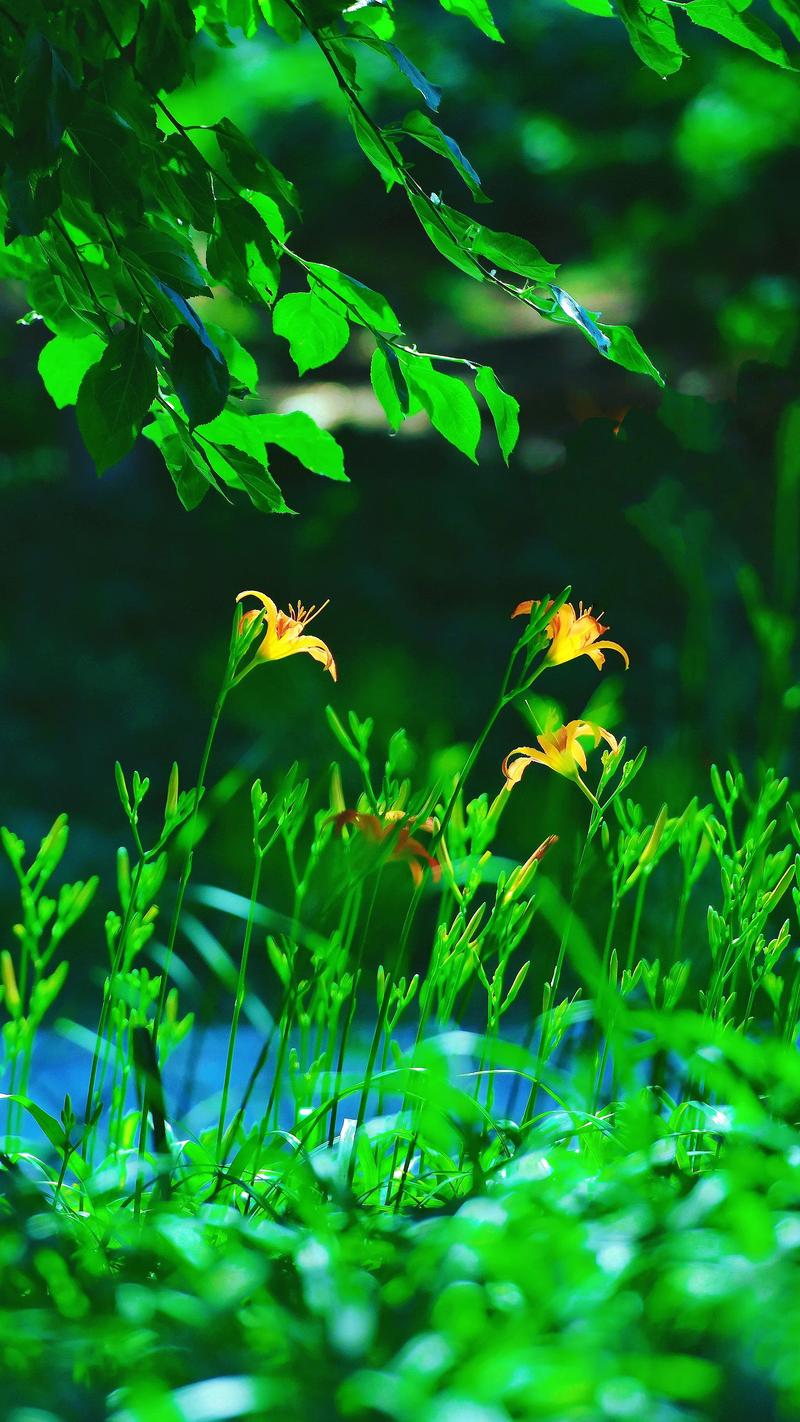 周华健忘忧草现场版