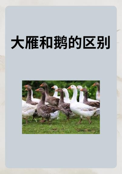 鹅象征什么生肖