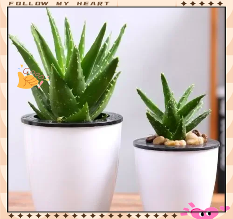 如何辨别芦荟有毒无毒