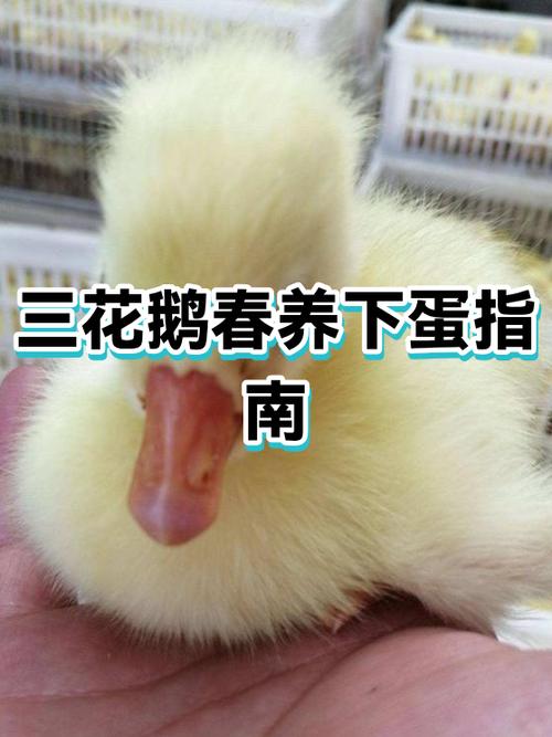 大三花鹅蛋一般多重