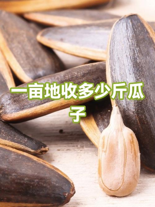 西瓜子属于组织对吗
