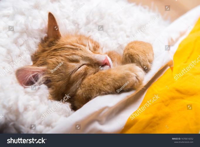 sleepBBwanal