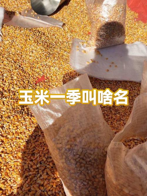 玉米视频最新版叫什么