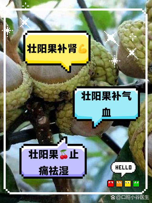 伯乐果壮阳喝几天见效