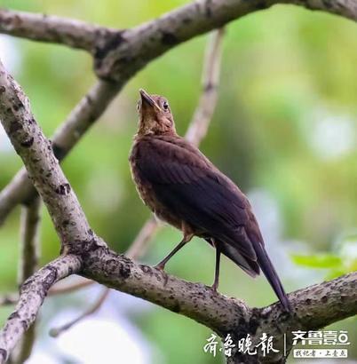乌冬是什么鸟类