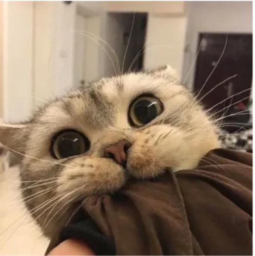 qq里那个猫的表情