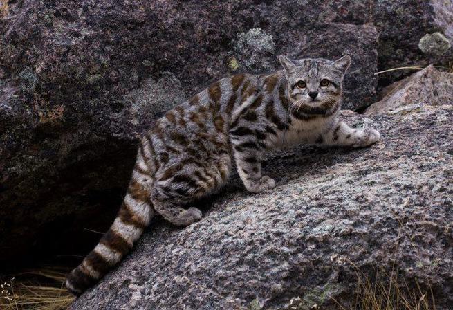 来自山猫山猫的视频|vk