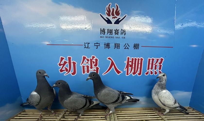 各地公棚棚各地公
