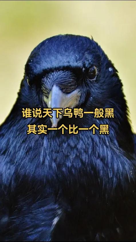 天下乌鸦一般黑1v2截图