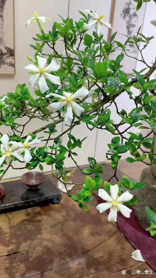 栀子花长什么样游戏截图