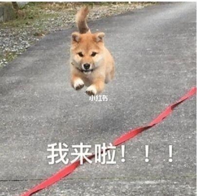 又来了表情包