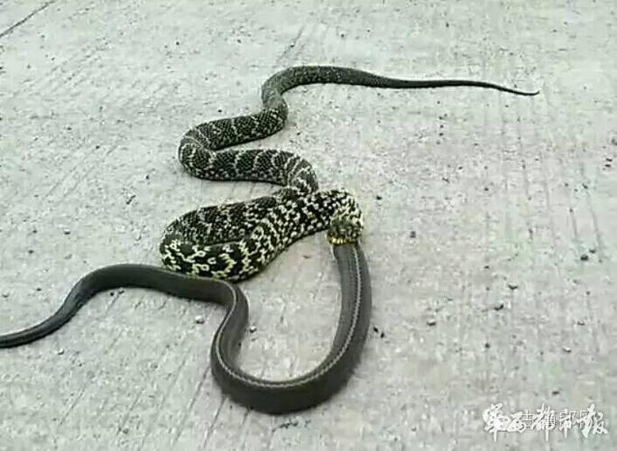 贫吃蛇下载