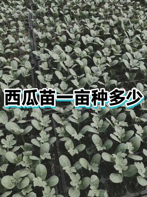 一亩西瓜能赚多少钱