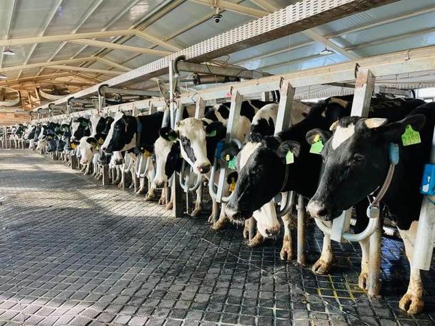 Milking farm