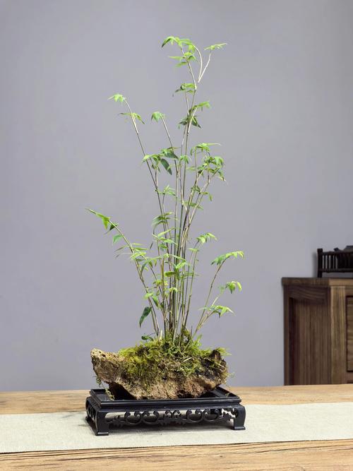 竹子用什么花盆合适