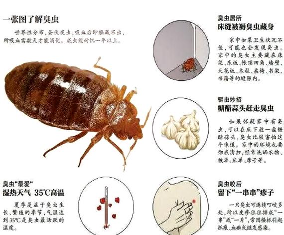 床上有臭虫怎么消灭最彻底图标