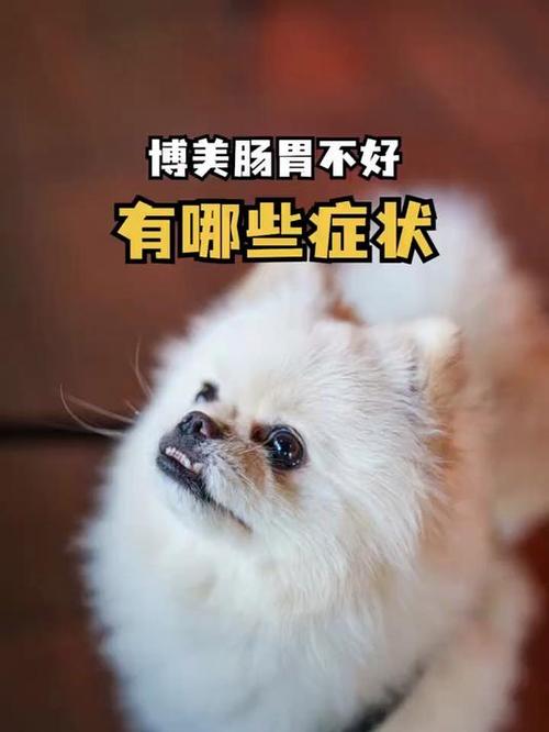 狗肠胃不好