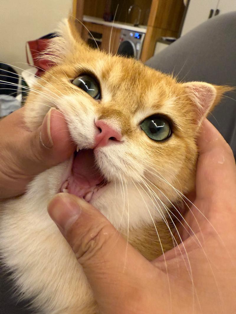 猫咪看视频免费破解版
