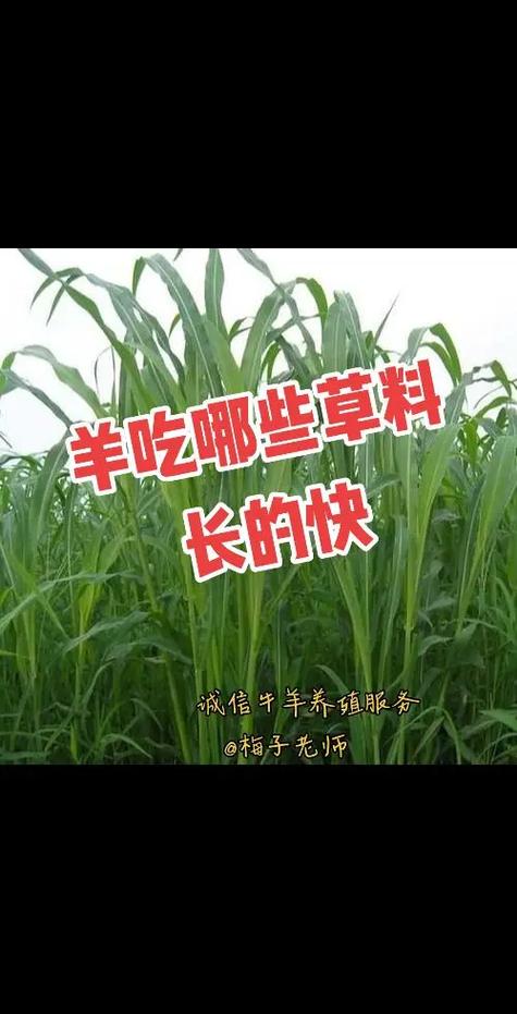 草料短链接生成截图