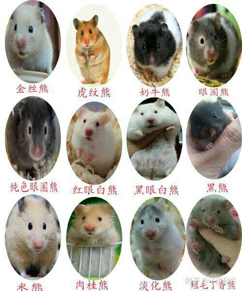 最亲人的仓鼠排名