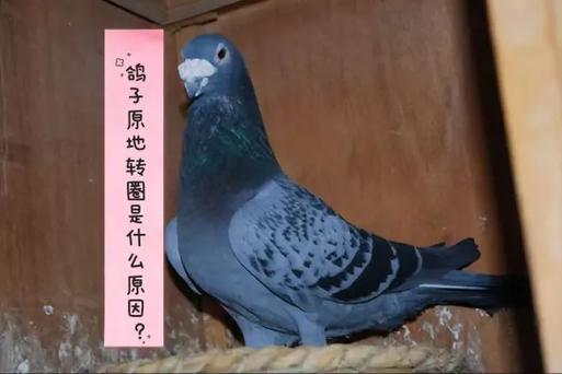 鸽子转圈圈是怎么回事截图