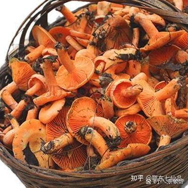 橙色长条的菌类是什么蘑菇