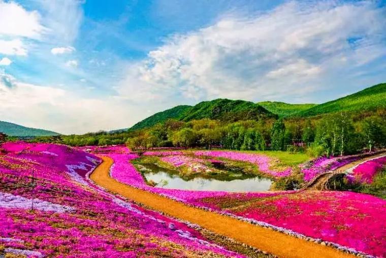 附近免费花海一日游