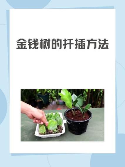 金钱树折了怎么办