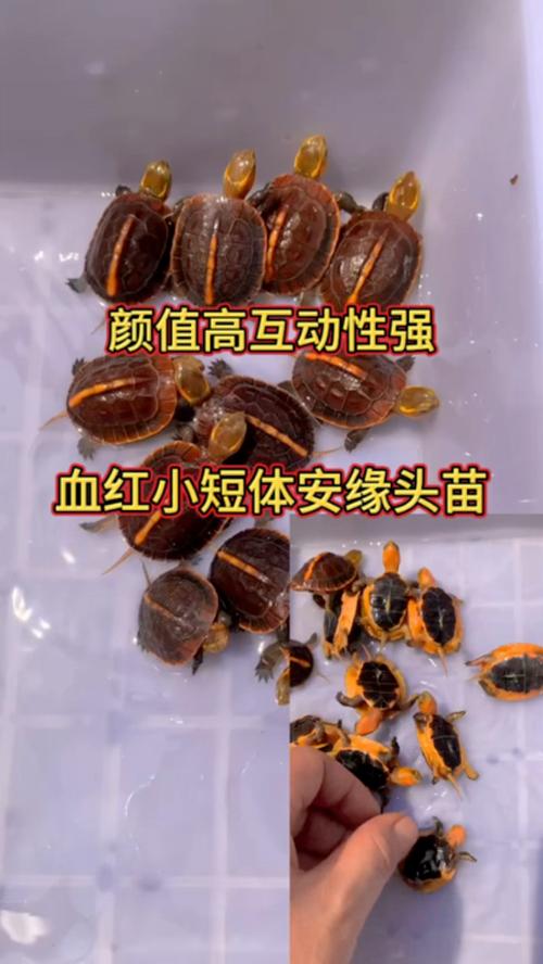 红缘龟图片截图
