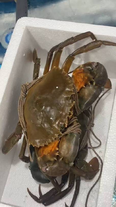 大青蟹为何要尽量少吃