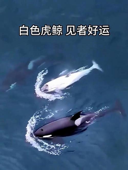 白化虎鲸图片缩略图