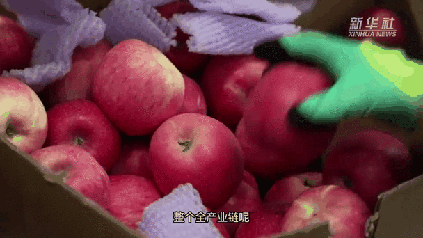 苹果销售旺季是几月份